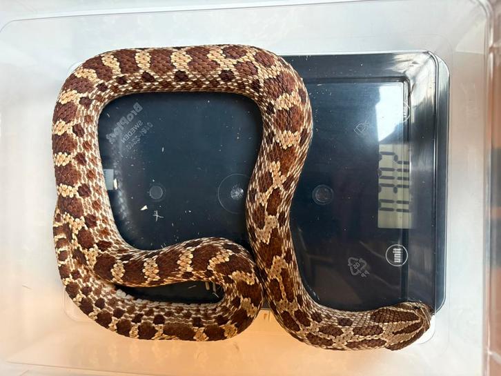 Heterodon nasicus Red Het Ghost 0.1