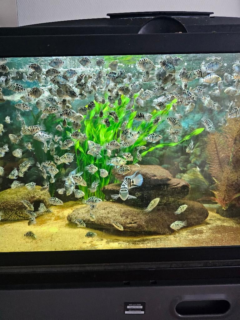 Prachtige Polar Parrot zebra, Vis, Zoetwatervis