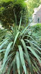 Gratis 2 palmlelies, Tuin en Terras, Planten | Tuinplanten, Volle zon, Vaste plant, Zomer, Ophalen