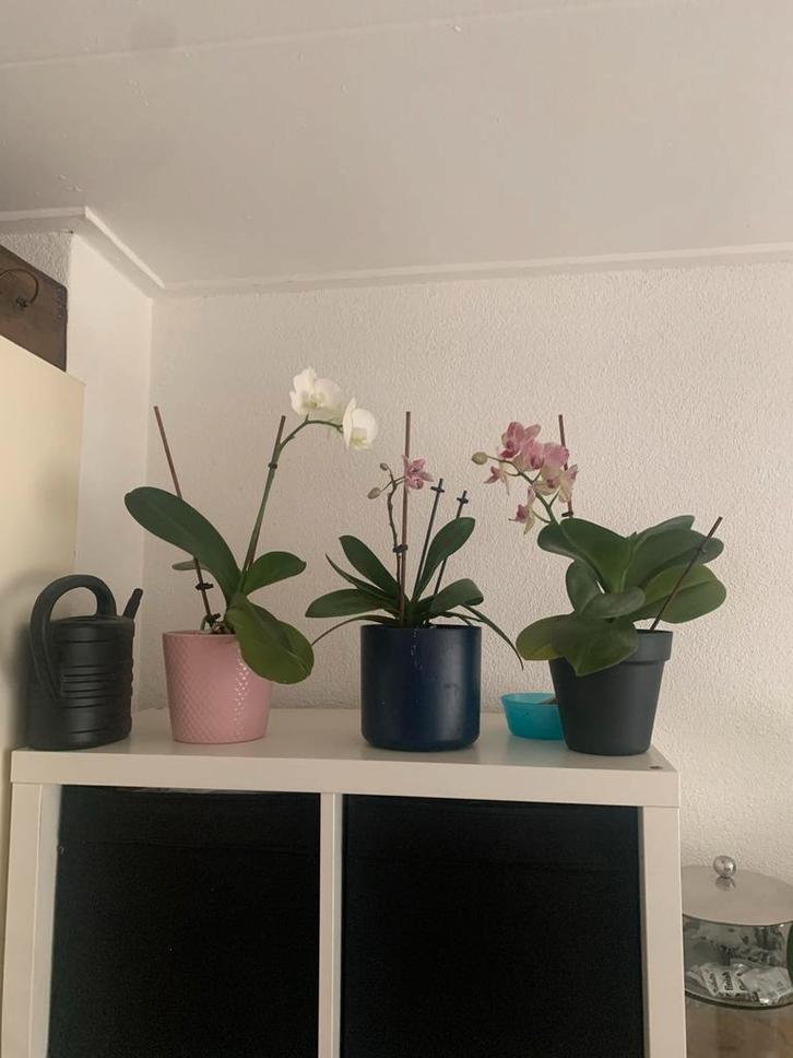 Mooie Orchideeën in Pot, Tuin en Terras, Planten | Tuinplanten, Vaste plant, Overige soorten, Halfschaduw, Bloeit niet, Ophalen of Verzenden