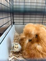 Gezocht. KrielKuikens max week oud!, Dieren en Toebehoren, Pluimvee, Vrouwelijk, Kip