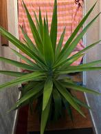Yucca, groot en mooi rond gegroeid, Ophalen, Yucca, Halfschaduw, 100 tot 150 cm