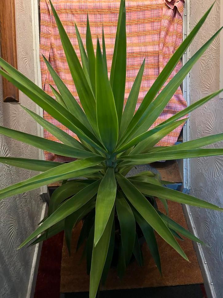 Yucca, groot en mooi rond gegroeid, Huis en Inrichting, Kamerplanten, Yucca, 100 tot 150 cm, Halfschaduw, Ophalen