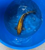 Ginrin ochiba Oofuchi, Dieren en Toebehoren, Vissen | Vijvervissen, Karper of Koi