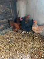 4 Leghennen + Haan, Dieren en Toebehoren, Pluimvee, Vrouwelijk, Kip