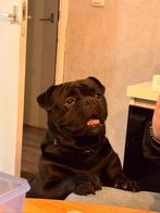 Old english bulldog, Reu, 1 tot 2 jaar, Bulldog, Eén hond