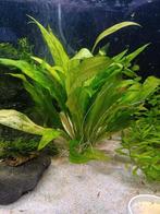 Aquarium planten, Dieren en Toebehoren, Vissen | Aquaria en Toebehoren, Ophalen, Plant(en), Steen of Hout
