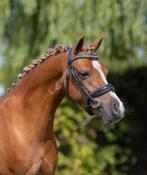 Mooie, stoere B pony, Dieren en Toebehoren, Merrie, Minder dan 160 cm, Recreatiepaard, 3 tot 6 jaar