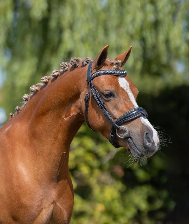 Mooie, stoere B pony, Dieren en Toebehoren, Paarden, Merrie, Minder dan 160 cm, 3 tot 6 jaar, Recreatiepaard