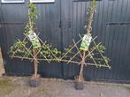Leifruit bomen, Overige soorten, 100 tot 250 cm, Zomer, Ophalen