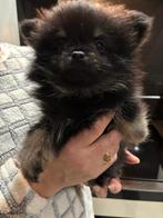 Mooie 100% bearface pomeriaan pup reutje black tan 1250, Dieren en Toebehoren, Honden | Poolhonden, Keeshonden en Oertypen, Keeshond