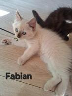Ragdoll kittens met Stamboom/DNA/ECHO Cinn & Choc, Dieren en Toebehoren, Katten en Kittens | Raskatten | Langhaar, Meerdere dieren