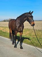 5 jarige Totilas, Dieren en Toebehoren, Paarden, Ruin, Dressuurpaard, 3 tot 6 jaar