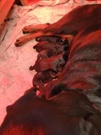 Rottweiler pups, Dieren en Toebehoren, Overige rassen, 8 tot 15 weken, Meerdere, Meerdere dieren