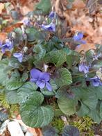 Viola labradorica. Vaste plant viooltje, Ophalen of Verzenden