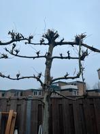 Leiboom, Ophalen, Halfschaduw, Leiboom