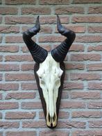 Prachtige Hartenbeest Schedel Hoorns Alcelaphus buselaphus, Ophalen of Verzenden, Wild dier, Schedel