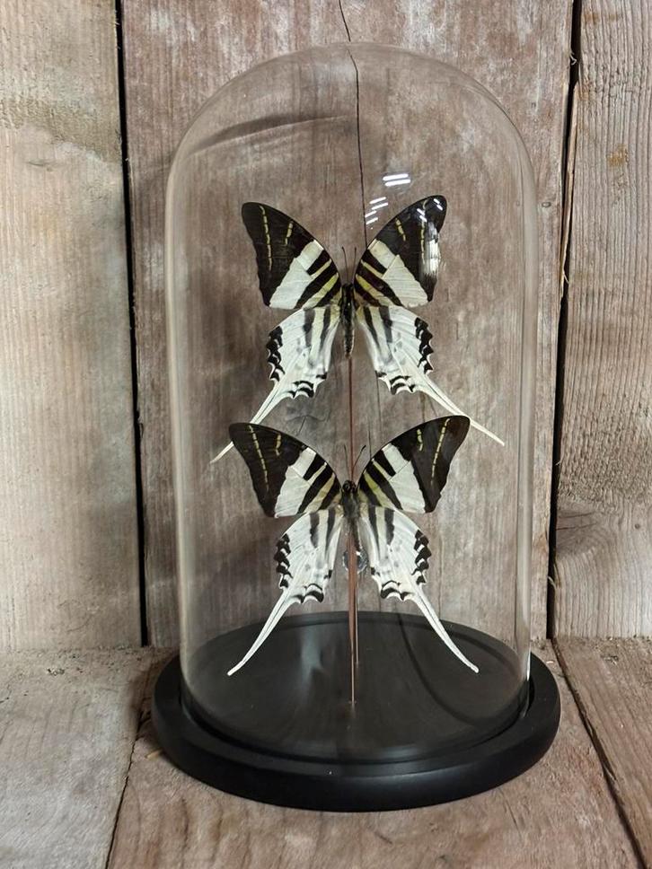 Stolp met twee opgezette vlinders (Graphium)., Verzamelen, Dierenverzamelingen, Nieuw, Opgezet dier, Ophalen of Verzenden