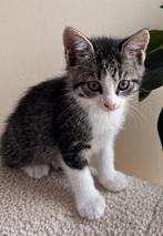 Schattige kittens!, Meerdere dieren, Kortharig, 0 tot 2 jaar