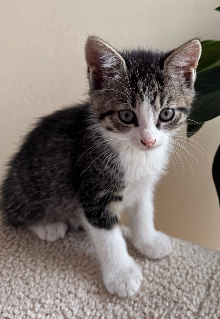 Schattige kittens!, Dieren en Toebehoren, Katten en Kittens | Overige Katten, Kortharig, Meerdere dieren, 0 tot 2 jaar