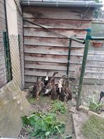 Te koop loopeenden, Dieren en Toebehoren, Pluimvee, Meerdere dieren, Eend