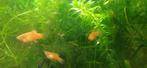 platy, Vis, Zoetwatervis