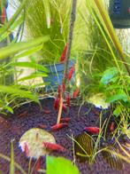 Vuurgarnalen, neocardina davidi, Dieren en Toebehoren, Vissen | Aquariumvissen, Kreeft, Krab of Garnaal