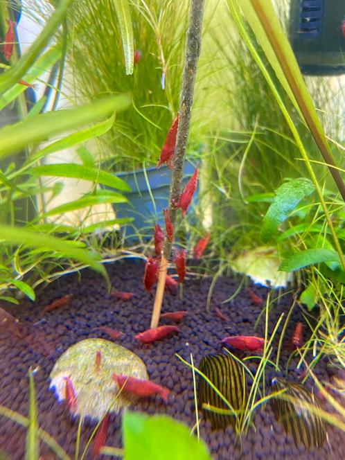 Vuurgarnalen, neocardina davidi, Dieren en Toebehoren, Vissen | Aquariumvissen, Kreeft, Krab of Garnaal
