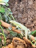 TE RUIL: (M) Lamprolepis Smaragdina / Smaragdskink / ETS, Dieren en Toebehoren, Reptielen en Amfibieën, Hagedis, 0 tot 2 jaar