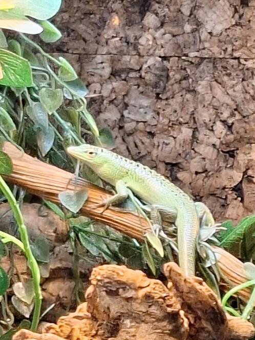 TE RUIL: (M) Lamprolepis Smaragdina / Smaragdskink / ETS, Dieren en Toebehoren, Reptielen en Amfibieën, Hagedis, 0 tot 2 jaar