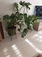 Monstera, Huis en Inrichting, Kamerplanten, Ophalen of Verzenden