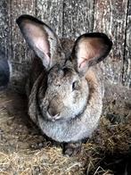 Vlaamse reus voedster, Dieren en Toebehoren, Vrouwelijk, Groot, 0 tot 2 jaar