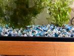 Jonge guppys te koop. €0,50 per stuk, Dieren en Toebehoren, Vissen | Aquariumvissen, Vis