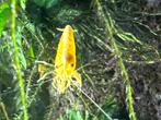 High grade Neocaridina Yellow Neon Backstripe garnalen, Kreeft, Krab of Garnaal, Zoetwatervis