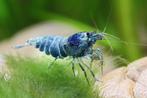 🦐 Blue Bolt garnalen (Caridina), Dieren en Toebehoren, Kreeft, Krab of Garnaal