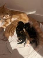 Lieve mooie Kittens, Dieren en Toebehoren, Katten en Kittens | Overige Katten, Meerdere dieren