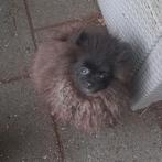 Pomeriaantjes pups, Keeshond, 15 weken tot 1 jaar, CDV (hondenziekte), Meerdere