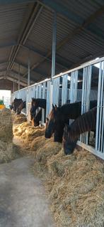 Winteropfok voor merrieveulens