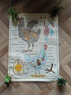 Schoolplaten dieren, Ophalen, Natuur en Biologie