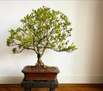Grote bonsai in antieke handgemaakte Chinese pot, Tuin en Terras, Planten | Bomen, Minder dan 100 cm, Overige soorten, Ophalen of Verzenden