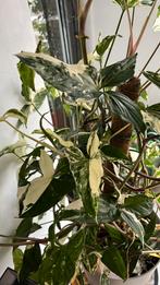 Syngonium Albo Variegata stekjes, Huis en Inrichting, Kamerplanten, Overige soorten, Minder dan 100 cm, Ophalen of Verzenden, Halfschaduw