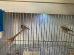 Te koop, Dieren en Toebehoren, Ophalen of Verzenden