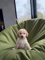 Maltipoo (Maltezer x Poedel) pups, Dieren en Toebehoren, Honden | Chihuahua's en Gezelschapshonden, Poedel, Nederland, CDV (hondenziekte)