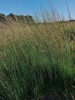 Molinia caerulea 'Heidebraut' Pijpestrootje, Ophalen of Verzenden, Zomer, Overige soorten, Halfschaduw