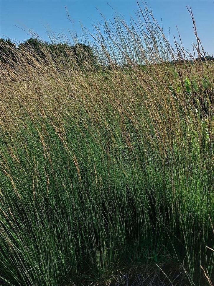 Molinia caerulea 'Heidebraut' Pijpestrootje, Tuin en Terras, Planten | Tuinplanten, Overige soorten, Halfschaduw, Zomer, Ophalen of Verzenden