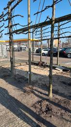 Leibomen, Ophalen of Verzenden, Volle zon, Overige soorten