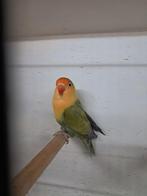 Fischeri pop TT waardig, Dieren en Toebehoren, Vogels | Parkieten en Papegaaien, Vrouwelijk, Parkiet