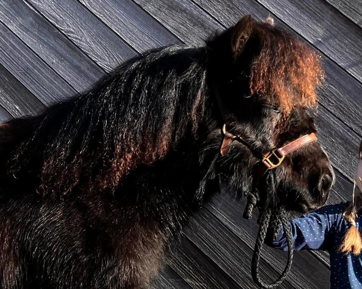 Schitterende kindvriendelijke shetlandpony, Dieren en Toebehoren, Pony's, Merrie, Niet van toepassing, A pony (tot 1.17m), 0 tot 2 jaar