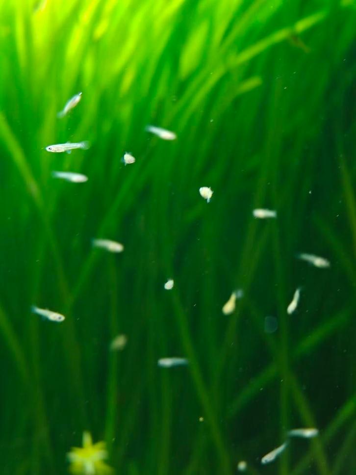 Baby guppies japanese blue/mozaiek/tuxedo mix, Dieren en Toebehoren, Vissen | Aquariumvissen, Zoetwatervis, Vis