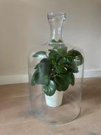 Grote glazen stolp 49cm hoog, 29cm diameter, Ophalen, Zo goed als nieuw